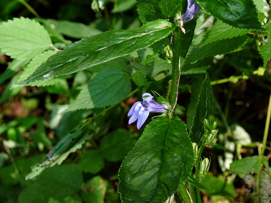 {Lobelia siphilitica}